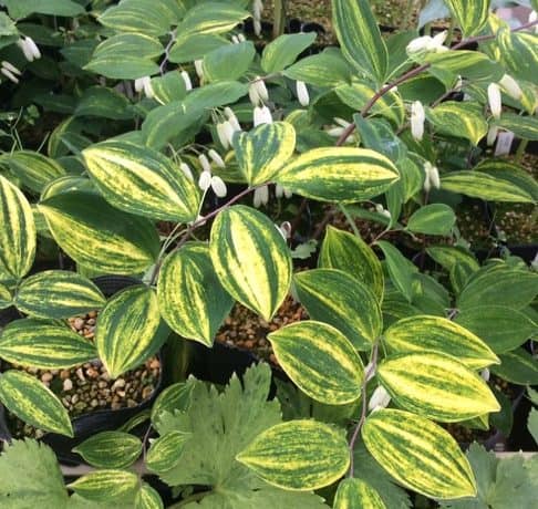 POLYGONATUM odoratum &#8216;Amanogawa&#8217;