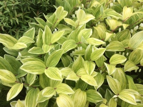 POLYGONATUM odoratum &#8216;Echigo-Nishiki&#8217;