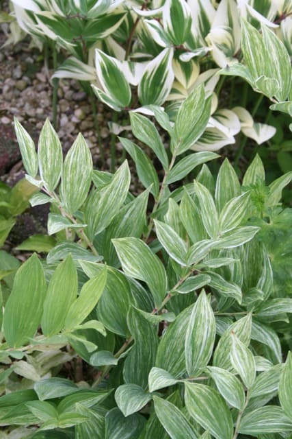 POLYGONATUM odoratum &#8216; Shiro-Kujaku&#8217; atsu0002