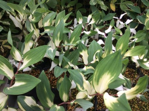 POLYGONATUM odoratum variegata Tora-Fu