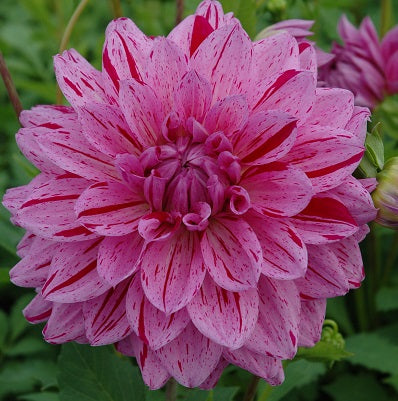 Painted Girl dahlia