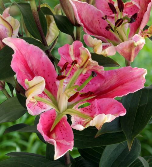 Parrot Pink Cariba 2592&#215;3888 (1)