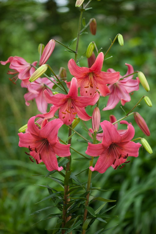 Pink Flight 2592&#215;3888 (1)