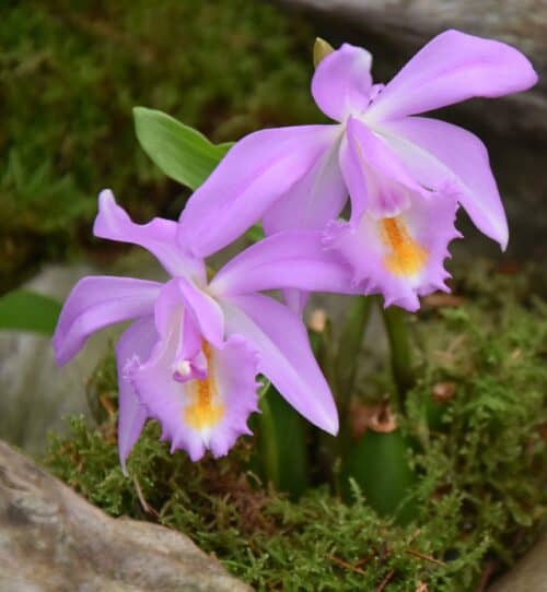 Pleione aurita hybrid