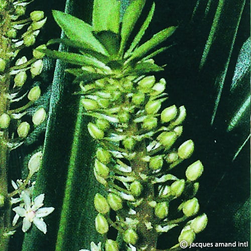 Pole-evansii