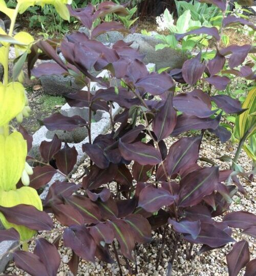Polygonatum &#8216;Black Pearl &#8216;-2