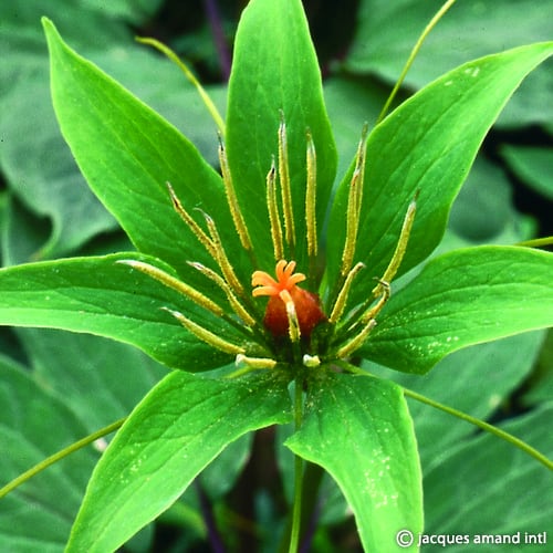 Polyphylla-AGM