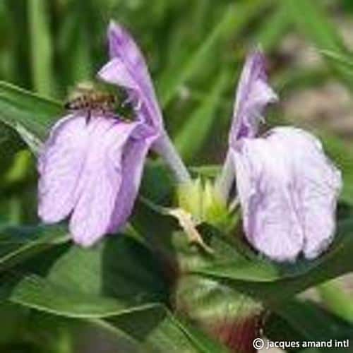 Purpurea-Peacock-Eye