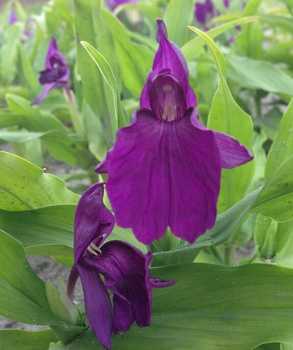 ROSCOEA auriculata india1