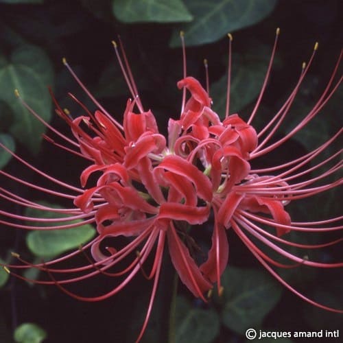 Radiata