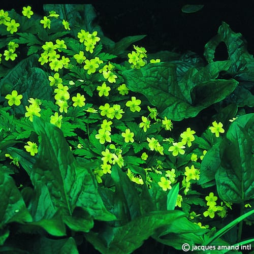 Ranunculoides-AGM