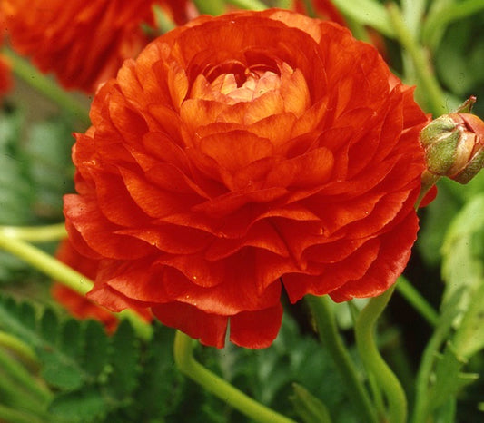 Ranunculus Aviv Red sq