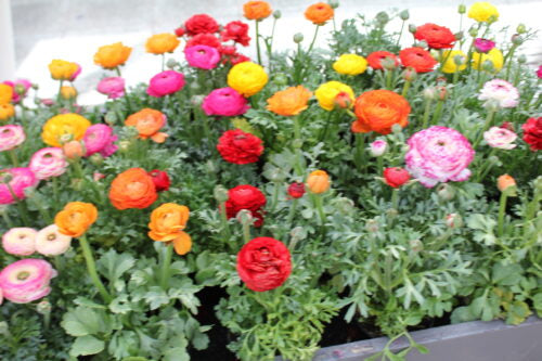 Ranunculus Mixed_8826 (1)
