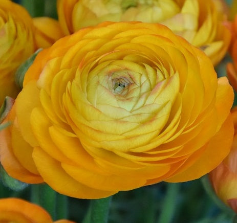 Ranunculus Orange_0333 (1)
