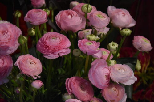 Ranunculus Pink_0446 (1)