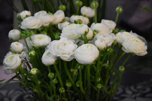 Ranunculus White_0465 (3)