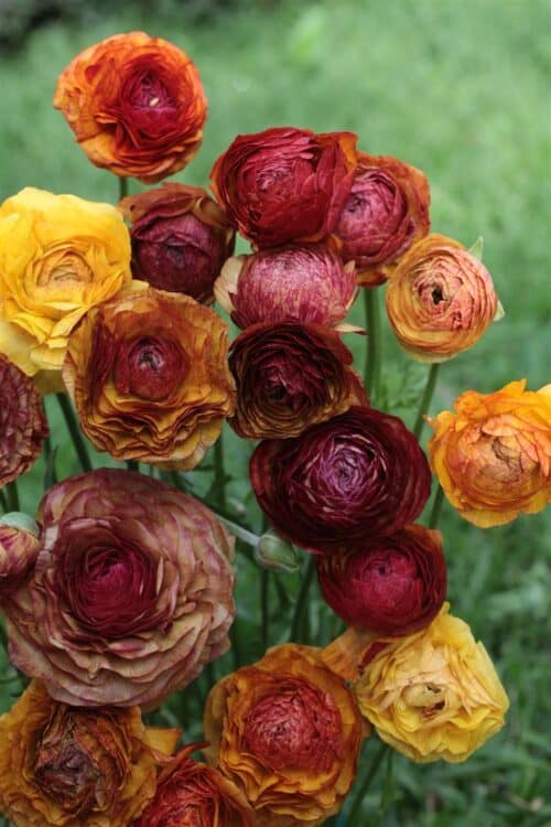 Ranunculus picotee cafe (can use!)