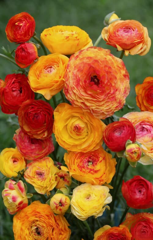 Ranunculus picotee orange (can use)