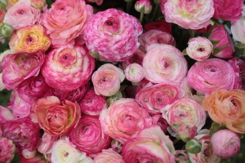 Ranunculus picotee pink rose (can use)