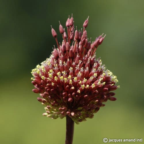 Red-Mohican