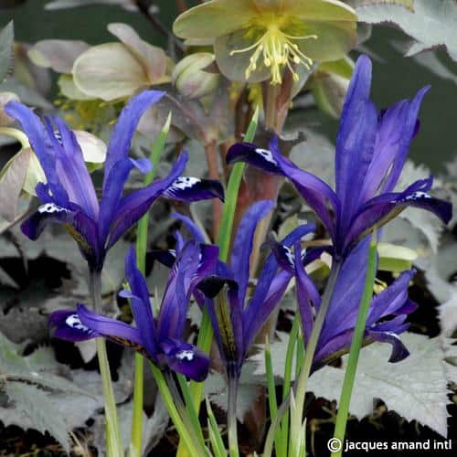 Reticulata-Blue-Note