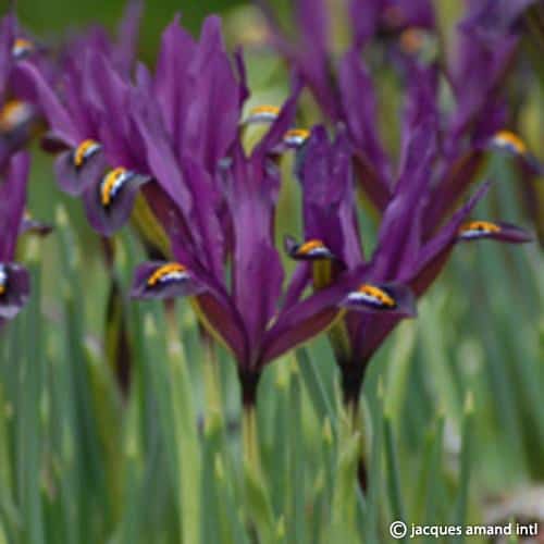 Reticulata-J.S.-Dijt