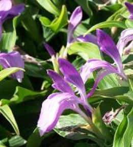 Roscoea purpurea