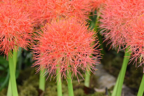Scadoxus multiflorus_5111 (3)