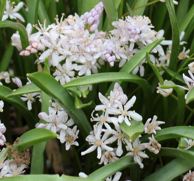 Scilla bifolia rosea sq