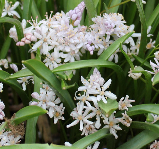 Scilla bifolia rosea sq
