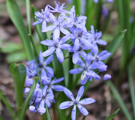 Scilla bifolia sq