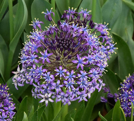 Scilla peruviana sq