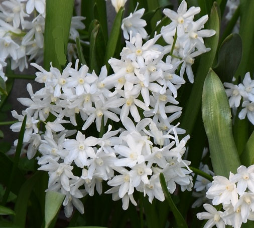 Scilla siberica Alba sq