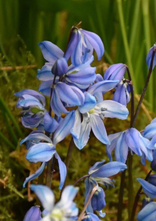 Scilla siberica Spring Beauty_2200 (2)