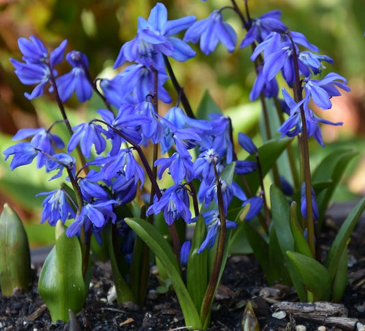 Scilla siberica sq