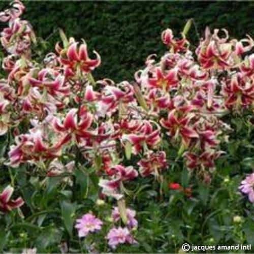 Sheherazade