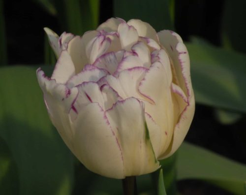 Shirley Double_0384