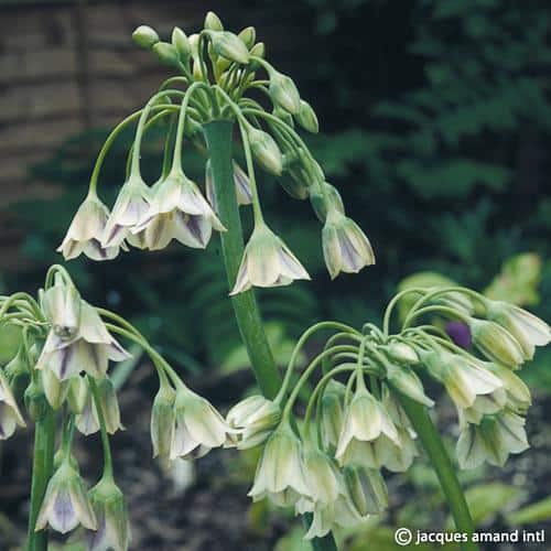Siculum