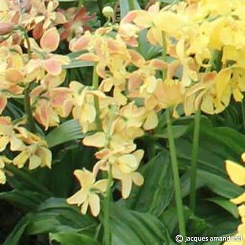 Sieboldii-Hybrids
