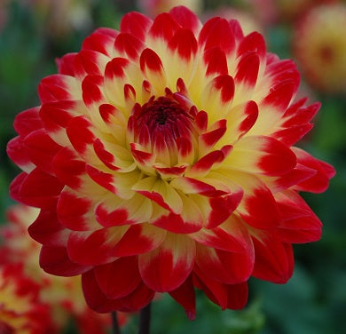 Sights of Summer dah