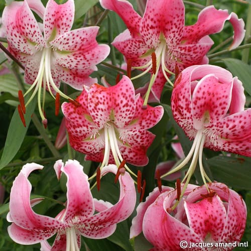 Speciosum-Uchida