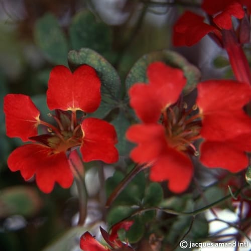 Speciosum