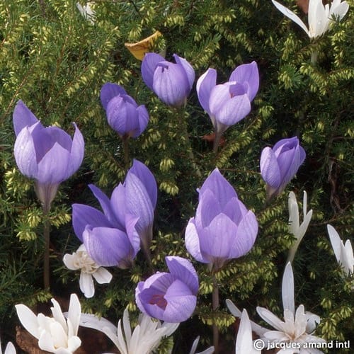 Speciosus-AGM