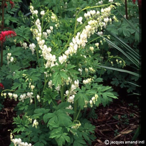 Spectabilis-Alba