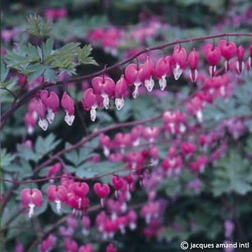 Spectabilis
