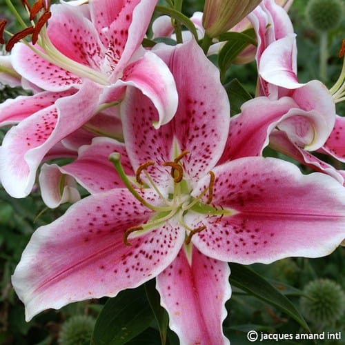 Stargazer