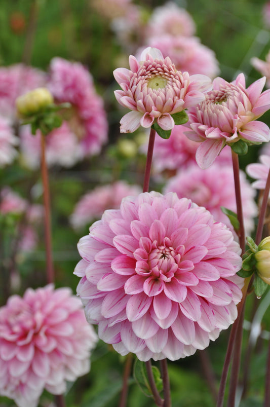 Strawberry Cream-19 (st)