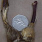 Strumaria truncata White_8095