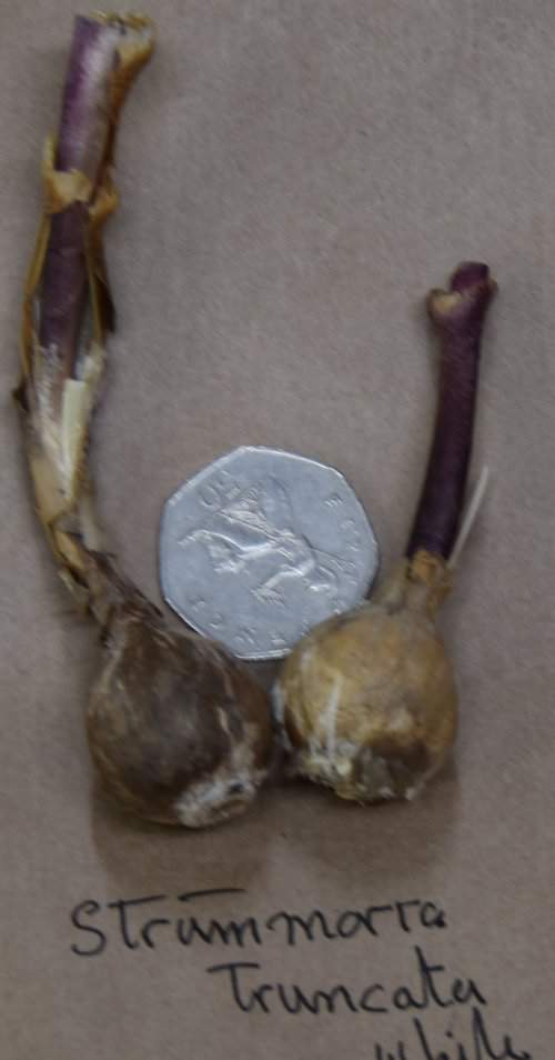 Strumaria truncata White_8095