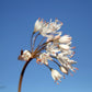 Strumaria truncata white